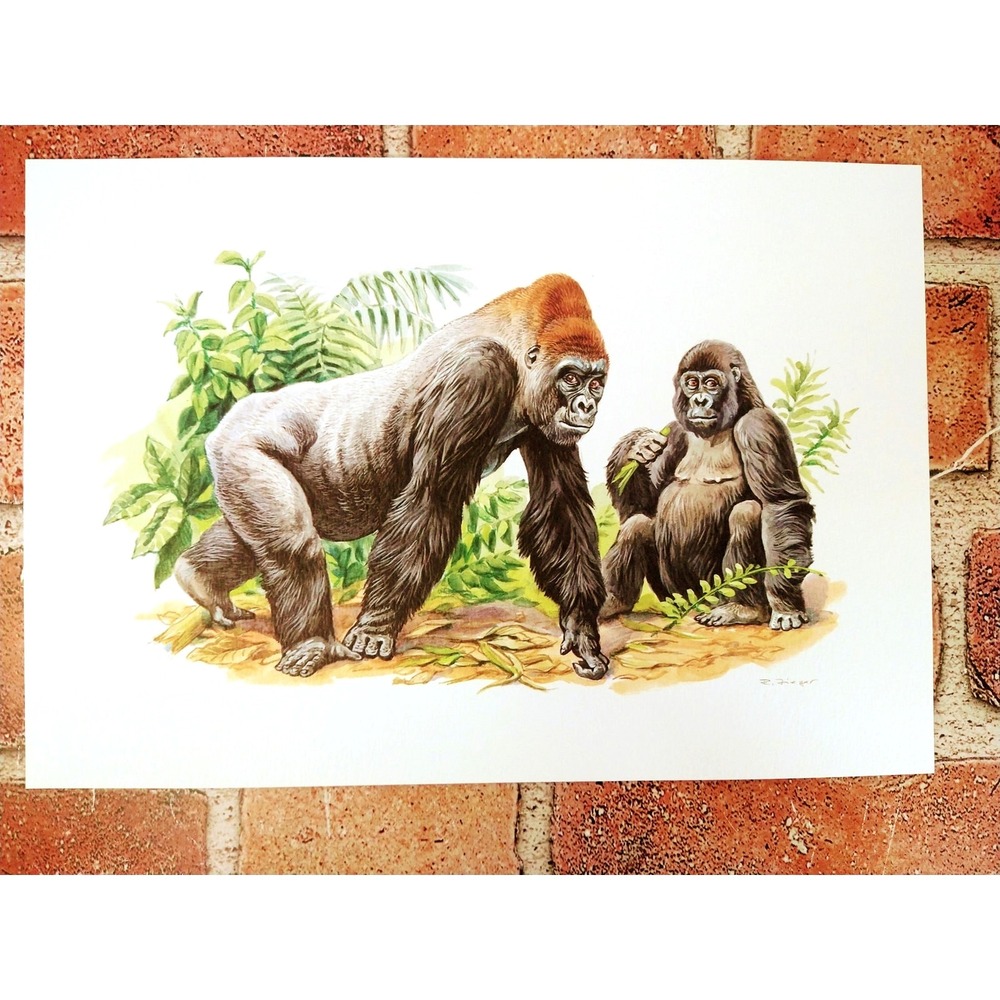 Gorilla Art Print by R. Fieger 1999 7x10 Vintage Wildlife Wall Decor‎